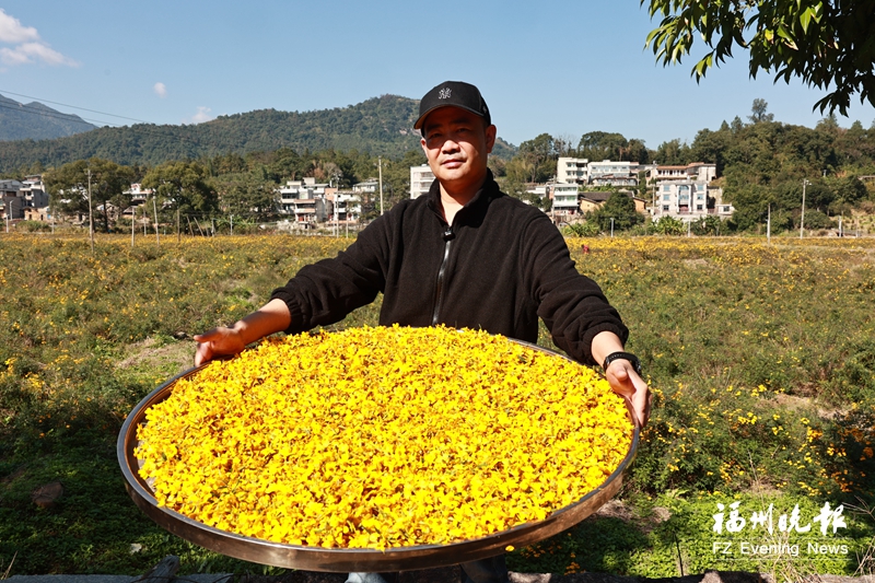 一朵菊花香两岸 台湾清润菊安家连江蓼沿