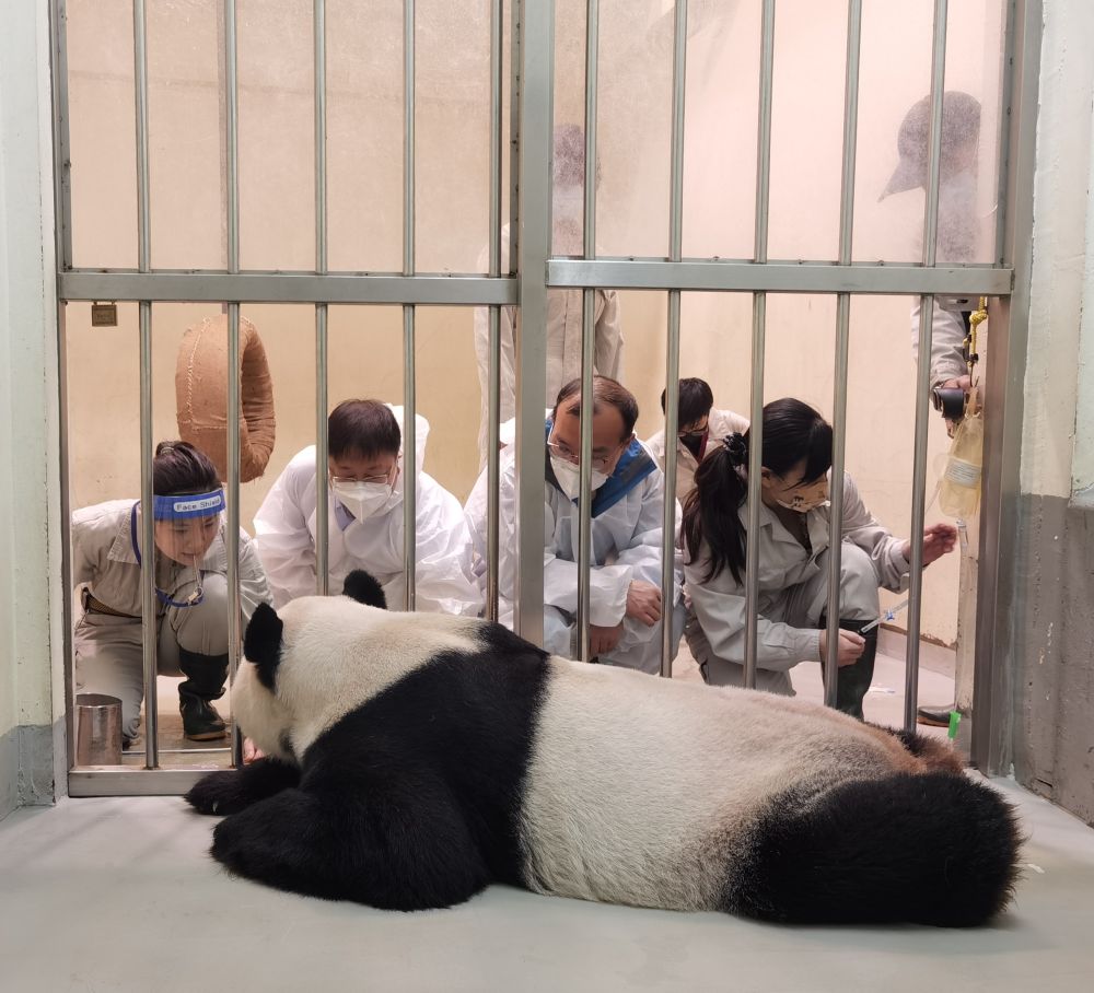 大熊猫“团团”，感谢你带给两岸同胞的美好回忆！