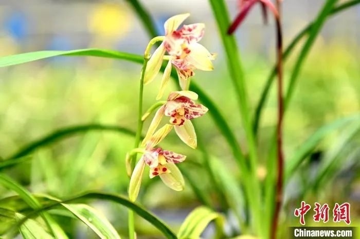 台农吴鸿滨十八载的“兰花情缘”