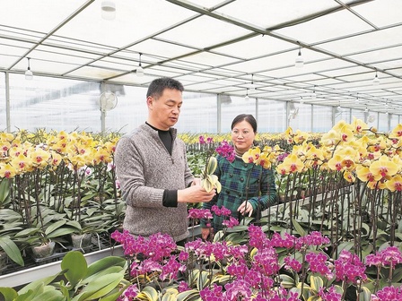 种下蝴蝶兰 花香飘四海