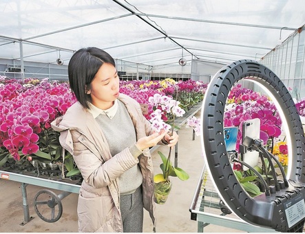 种下蝴蝶兰 花香飘四海