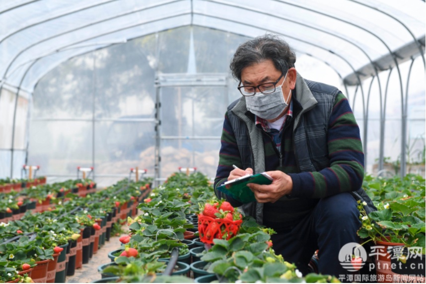 在岚台胞成为平潭乡村振兴的重要“生力军”