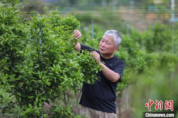 六旬台商的“有机农业梦” ：寻一方田地耕一寸净土