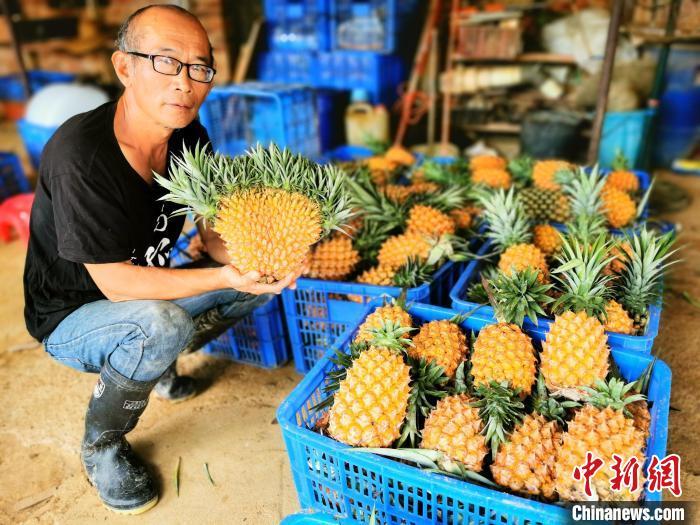 台胞在大陆引种台湾凤梨十余载 徒弟遍布全国各地
