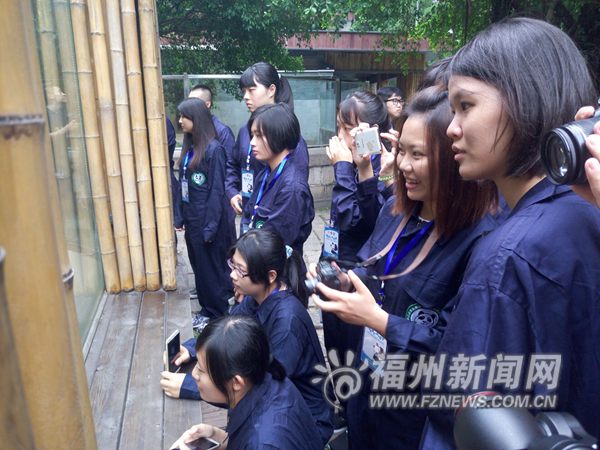 大熊猫知识体验营在福州开营　迎来15名台湾青年