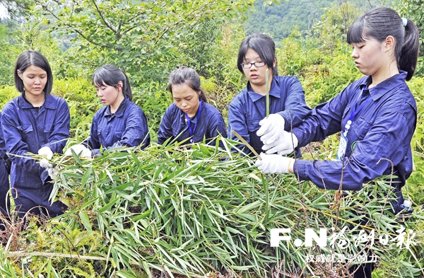 旗山砍竹清扫笼舍　台青年化身大熊猫