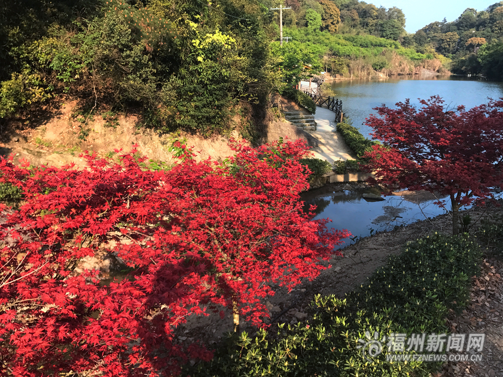 台湾园艺师北峰造山林美景  枫叶映红四月天