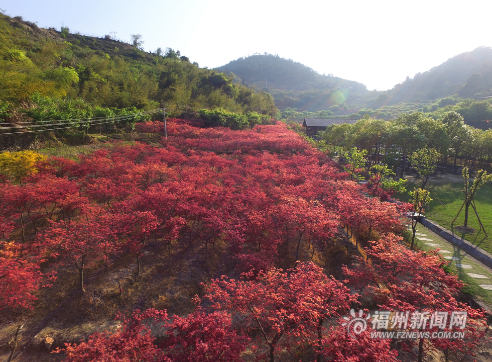 台湾园艺师北峰造山林美景  枫叶映红四月天
