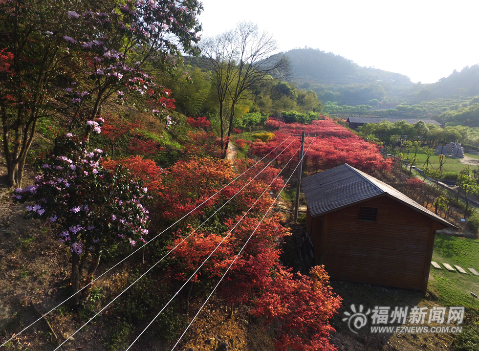 台湾园艺师北峰造山林美景  枫叶映红四月天