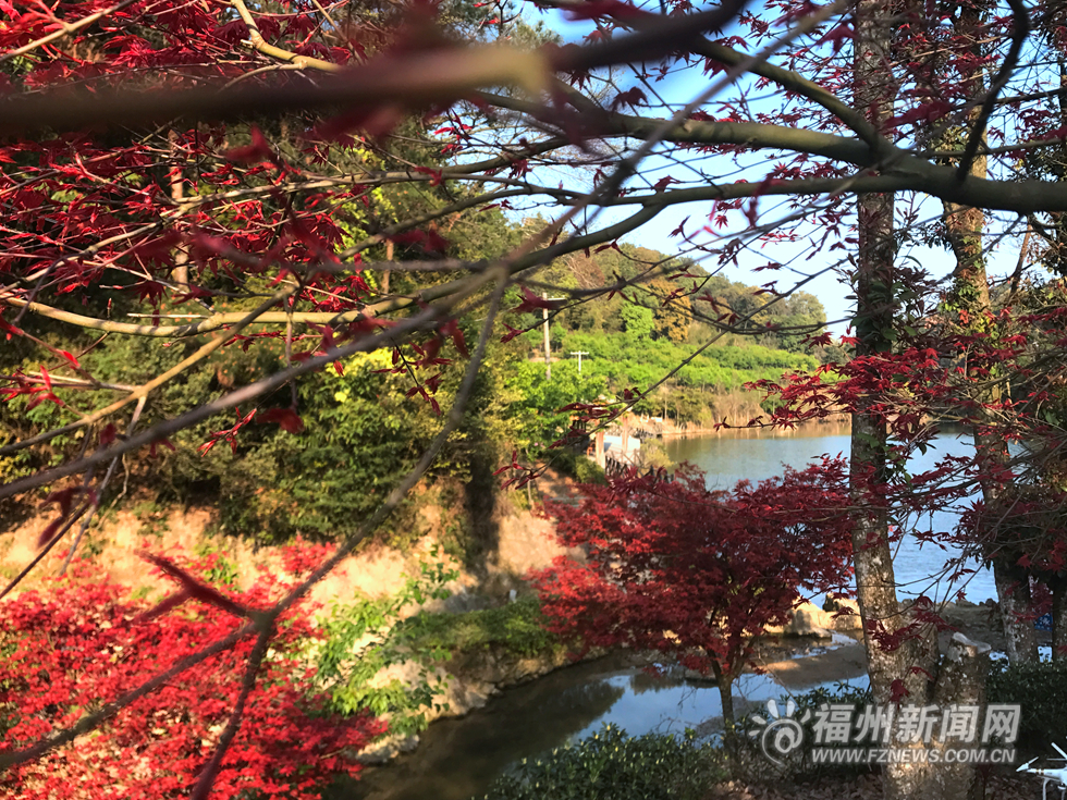台湾园艺师北峰造山林美景  枫叶映红四月天