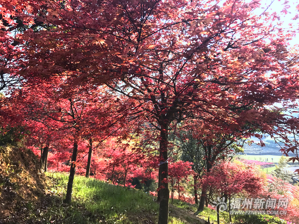 台湾园艺师北峰造山林美景  枫叶映红四月天