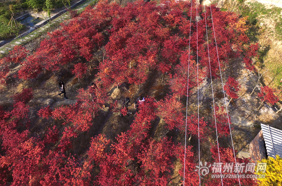 台湾园艺师北峰造山林美景  枫叶映红四月天