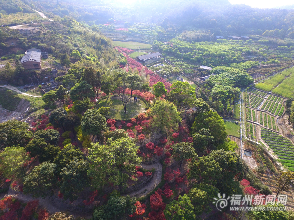 台湾园艺师北峰造山林美景  枫叶映红四月天