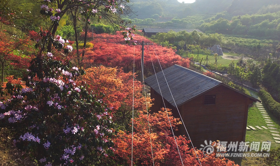台湾园艺师北峰造山林美景  枫叶映红四月天