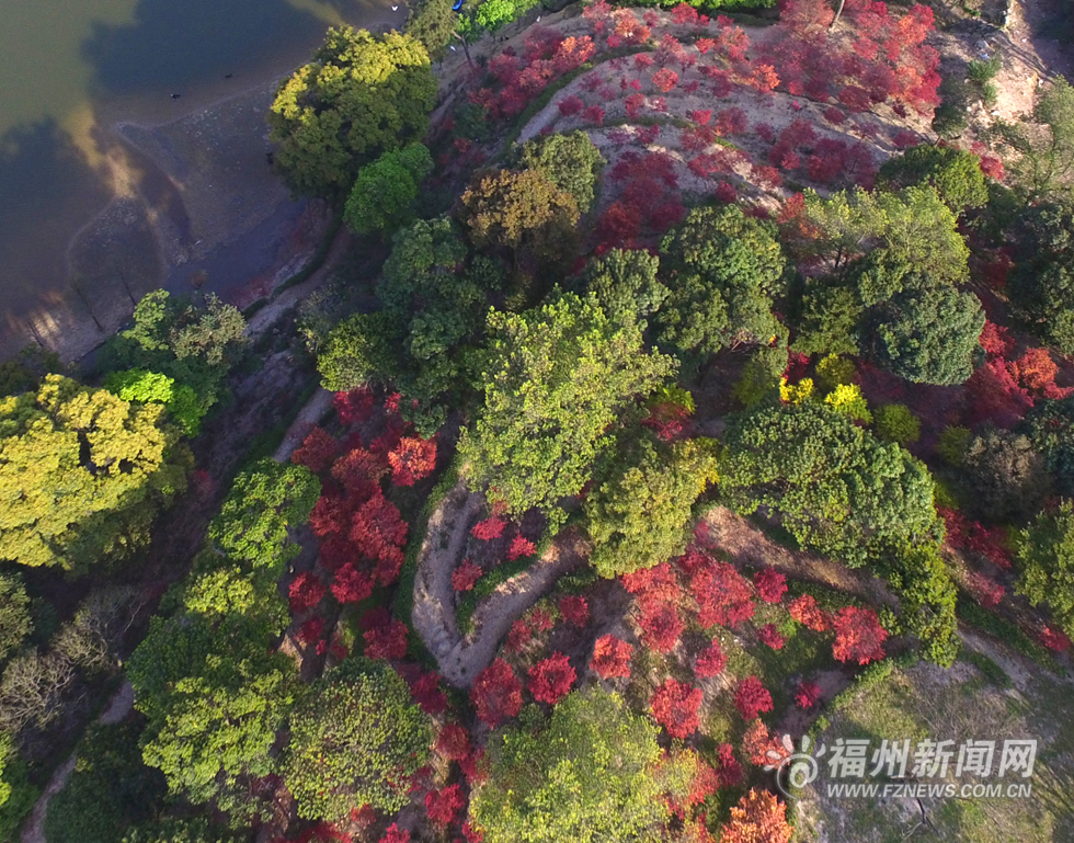 台湾园艺师北峰造山林美景  枫叶映红四月天