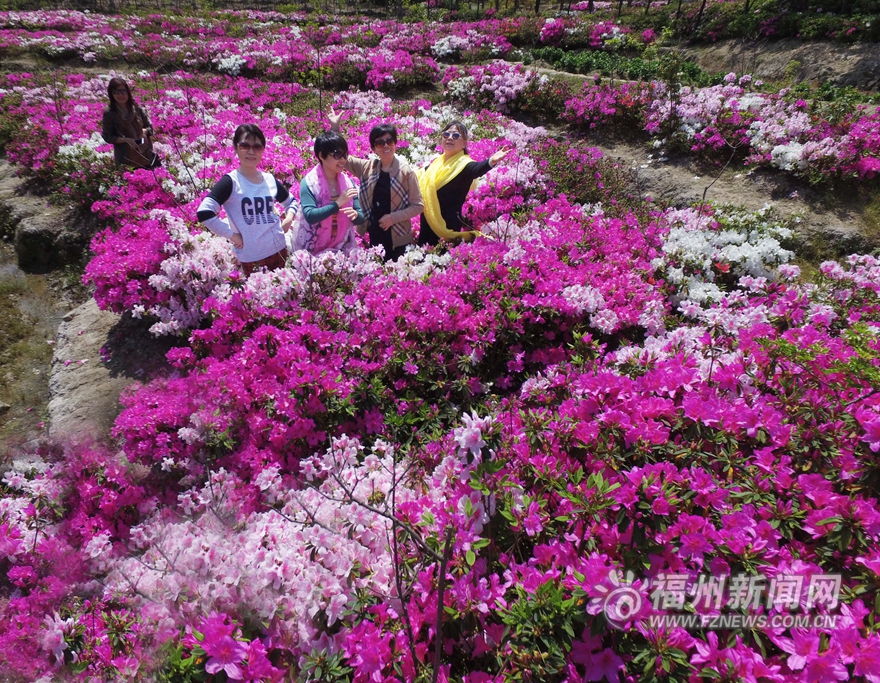 20万株台湾杜鹃花盛放北峰鹅鼻村 预计花期1个月