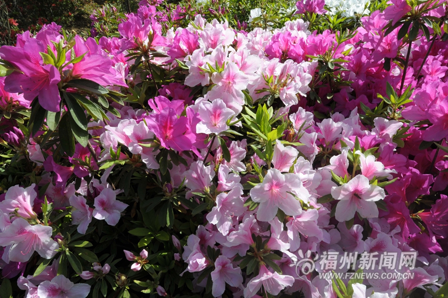 20万株台湾杜鹃花盛放北峰鹅鼻村 预计花期1个月