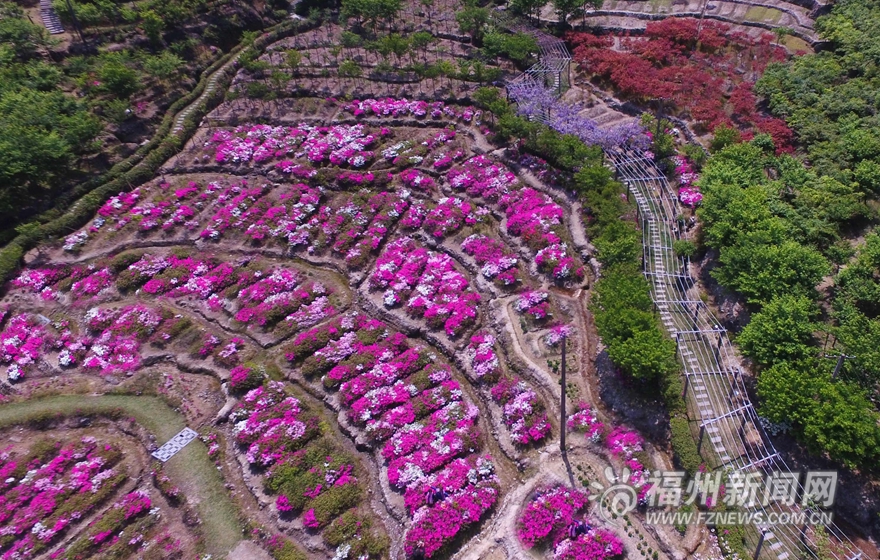 20万株台湾杜鹃花盛放北峰鹅鼻村 预计花期1个月