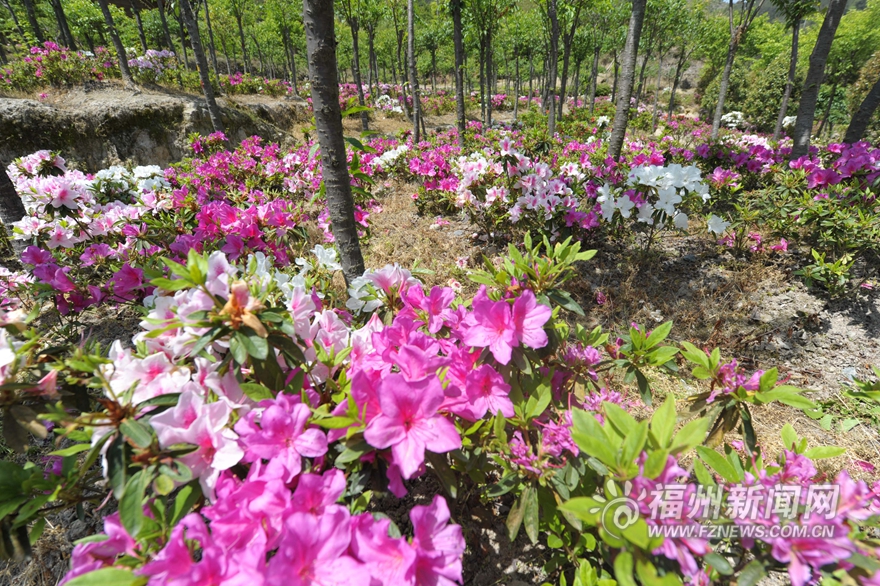 20万株台湾杜鹃花盛放北峰鹅鼻村 预计花期1个月