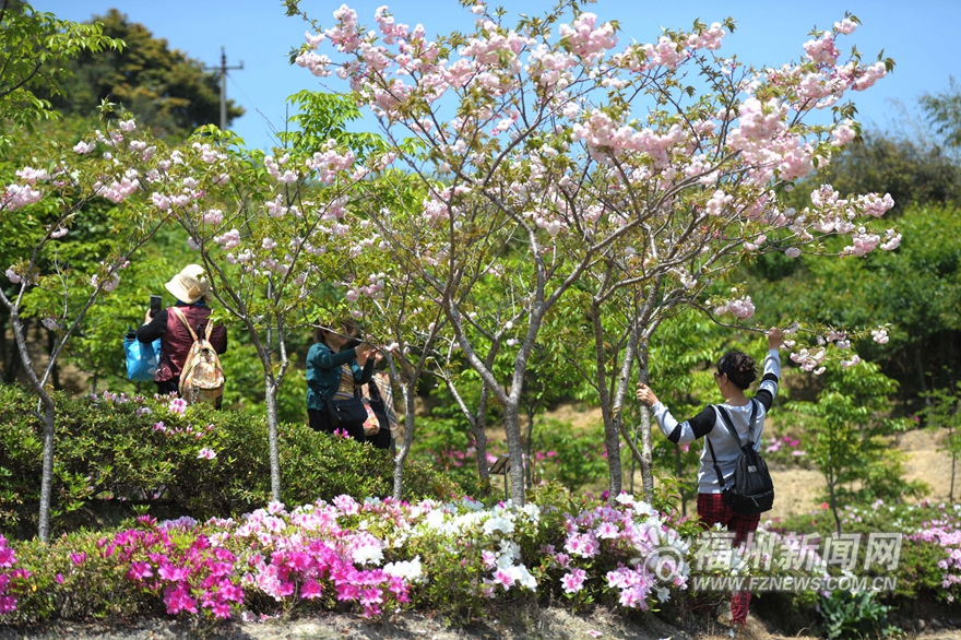 20万株台湾杜鹃花盛放北峰鹅鼻村 预计花期1个月