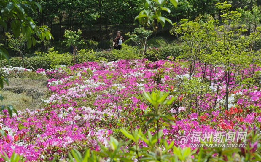 20万株台湾杜鹃花盛放北峰鹅鼻村 预计花期1个月