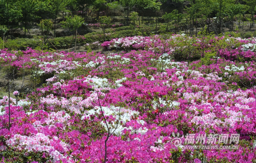 20万株台湾杜鹃花盛放北峰鹅鼻村 预计花期1个月