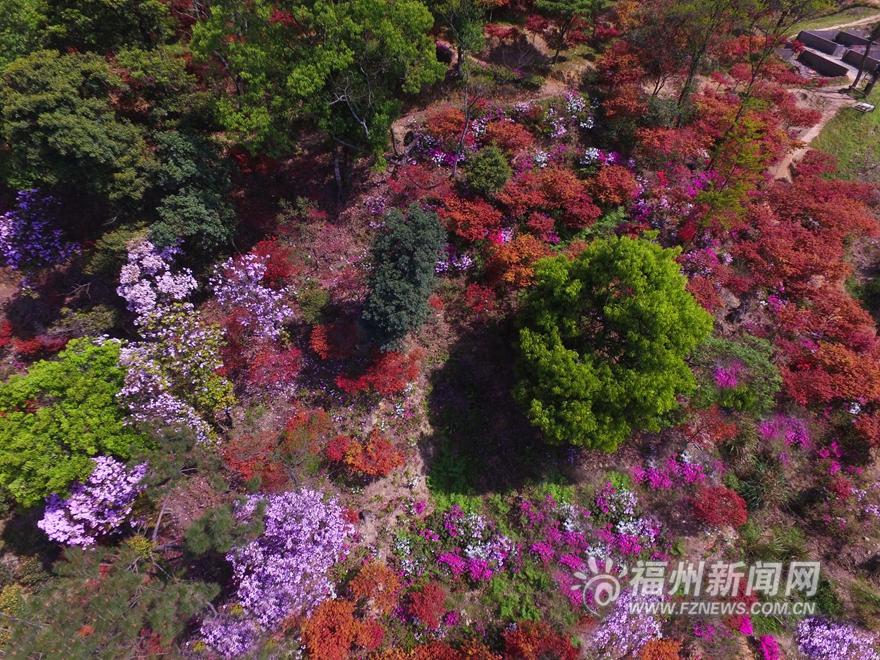20万株台湾杜鹃花盛放北峰鹅鼻村 预计花期1个月