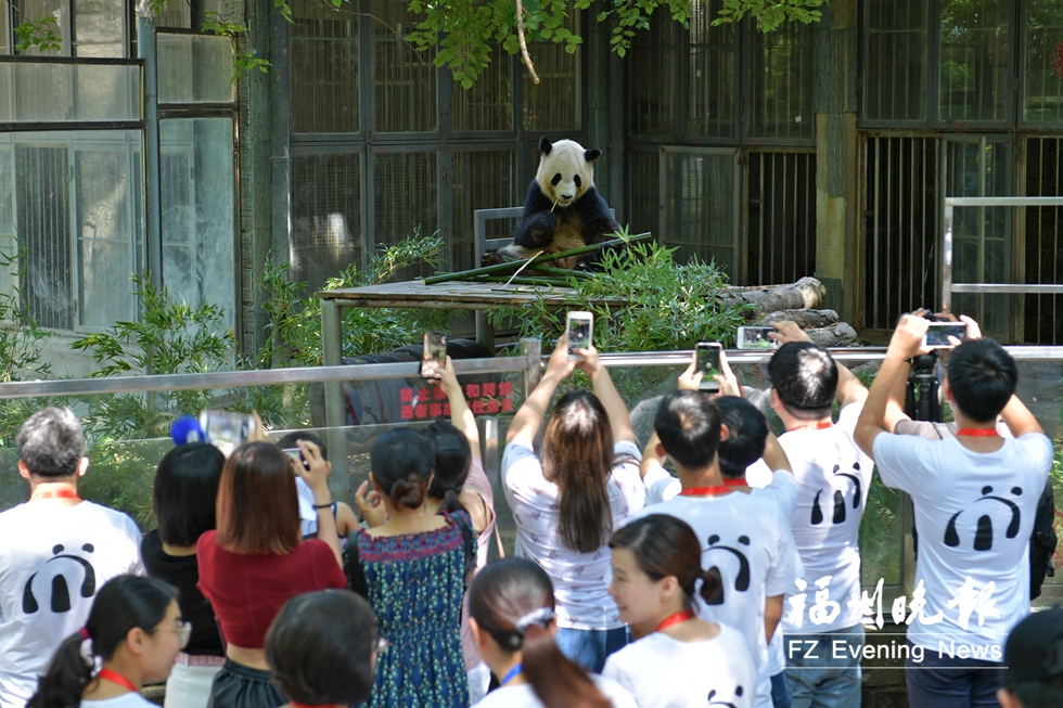 海青节系列活动火热开展 台湾高校师生来榕取“熊猫经”